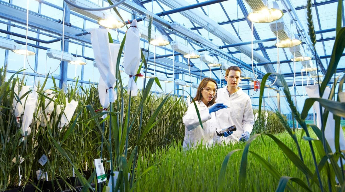 Bayer prezintă progresele celui mai prolific proiect aflat în curs de cercetare și dezvoltare din industria agricolă 